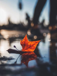 Close-up of dry maple leaf during autumn