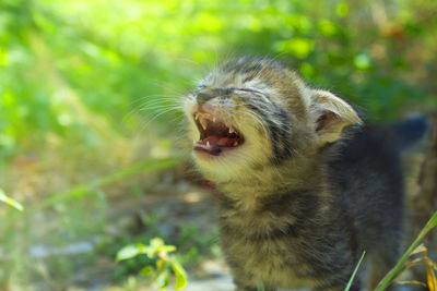 Close-up of lion looking away
