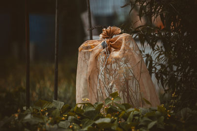 Close-up of dry leaves hanging on tree