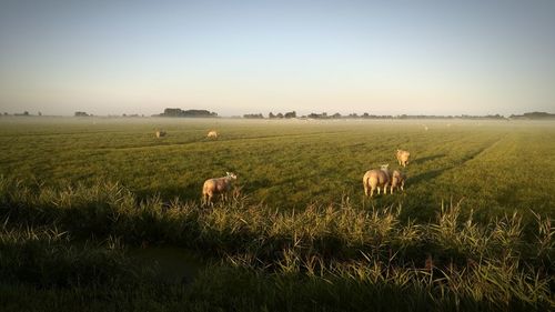 Sheep on field against clear sky