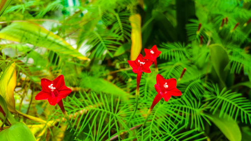 Close-up of red flower