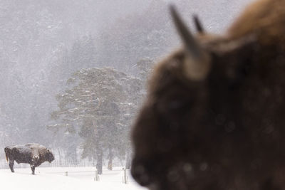 Blurred motion of horse on snowy field