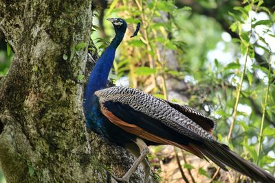 Bird perching on a tree