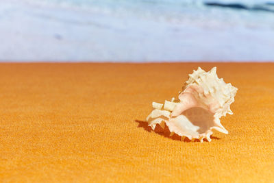 Close-up of seashell on beach