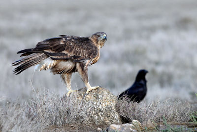 Close-up of birds perching on rock