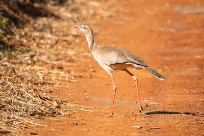 Siriema walking in search of food in the plains of the interior of sao paulo