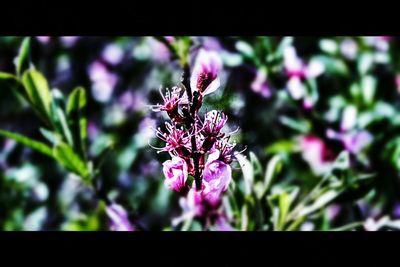 Close-up of pink flowers