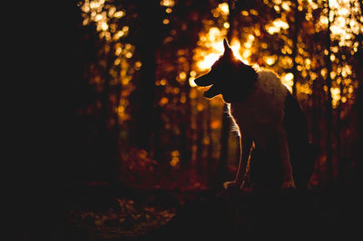 View of a dog at sunset