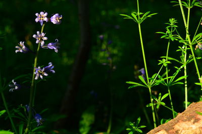 plant