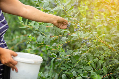 Close-up of hand holding plant