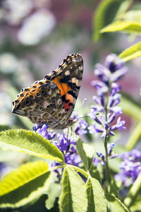 Close-up of butterfly pollinating on purple flower