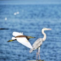 Seagull flying over sea