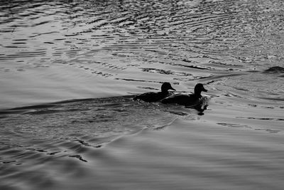 View of birds swimming in sea