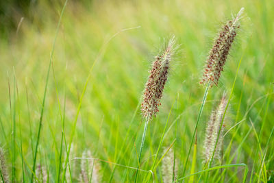 Close-up of crop growing on field
