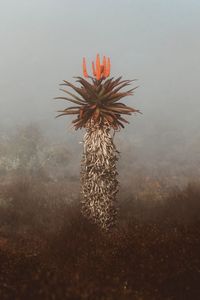 Close-up of red flowering plant on field against sky