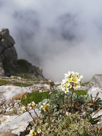 White flowering plants on rocks against sky