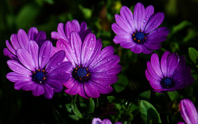 Close-up of wet purple flowers