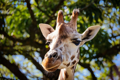 Close-up portrait of a giraffe