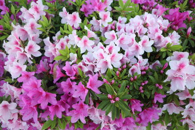 Close-up of pink flowering plants