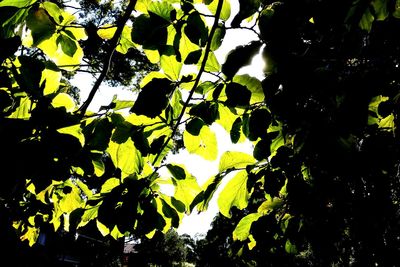 Low angle view of trees