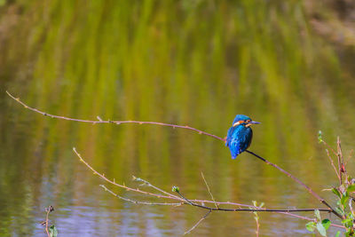 Bird perching on a branch