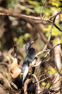 Close-up of bird perching on branch