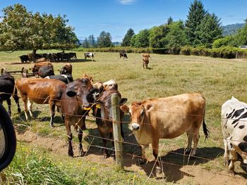 Cows grazing in the field