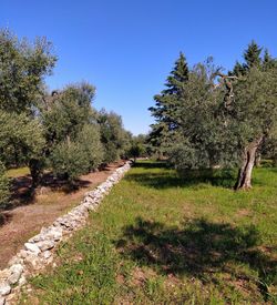 Dirt road amidst trees on field against clear blue sky