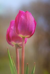 Close-up of pink flower