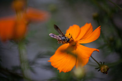 Close-up of bee on orange flower