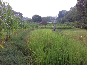 Scenic view of agricultural field against sky