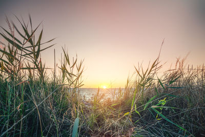 Grass growing on land against sky during sunset