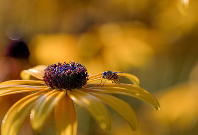 Close-up of insect on flower