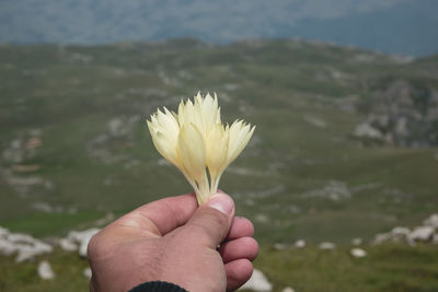 Close-up of hand holding flower