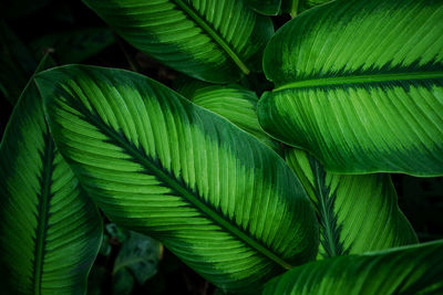 Closeup nature view of tropical leaves background, dark nature concept