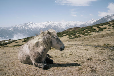 Horse sitting on mountain