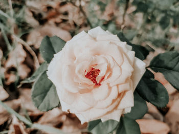 Close-up of rose plant