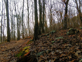 Trees in forest during autumn