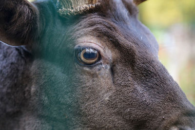 Close-up portrait of a horse