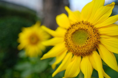Close-up of yellow sunflower
