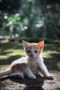 Portrait of cat sitting outdoors