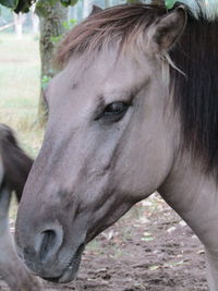 Close-up of horse eye