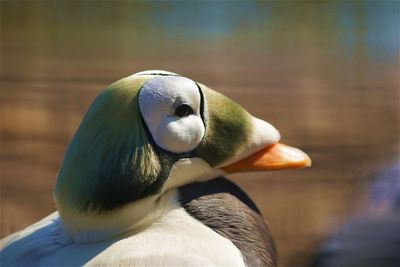 Close-up of duck looking away