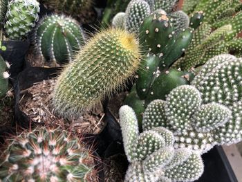 High angle view of succulent plant