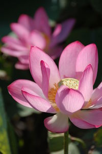 Close-up of pink water lily