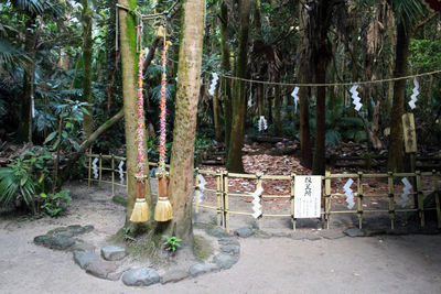 View of bamboo hanging from tree in forest