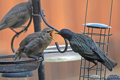 Close-up of birds perching on metal pole