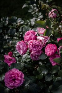 Close-up of pink roses