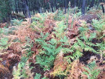 High angle view of pine tree in forest