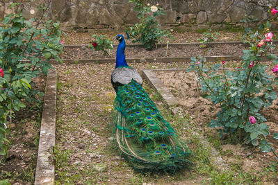 View of peacock